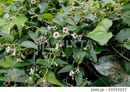 ヘクソカズラ 43335937