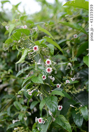 ヘクソカズラ 43335939