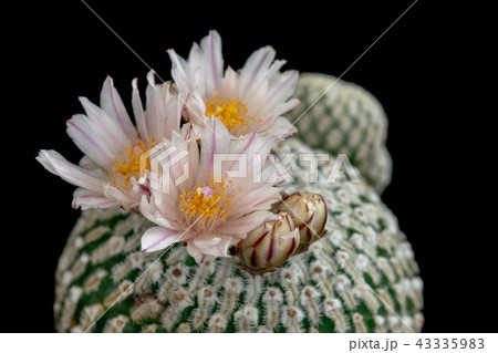 Blooming Cactus Flowers Mammillaria Pectinifera Blooming Cactus Flowers Mammillaria Pectinifera 43335983