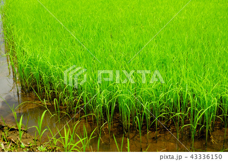 Rice field green grass cloudy landscape background Rice field green grass cloudy landscape background 43336150