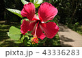 赤いハイビスカス 43336283