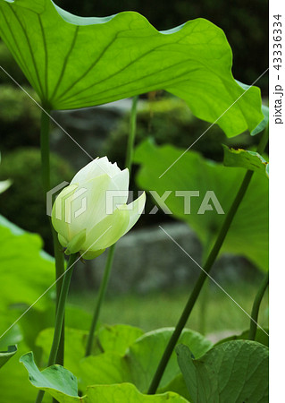 修練 蓮 花 43336334