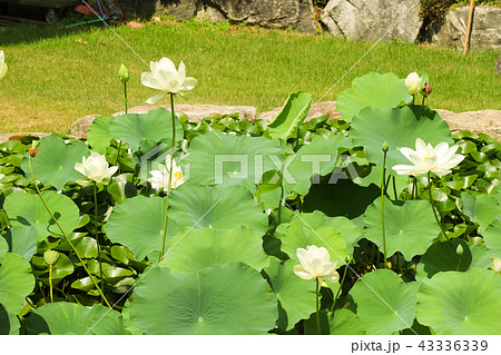 修練 蓮 花 43336339