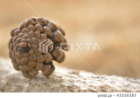 秋のイメージ 秋のイメージ 43336387