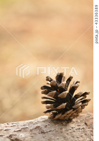 秋のイメージ 秋のイメージ 43336389