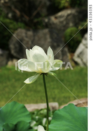 修練 蓮 花 43336393