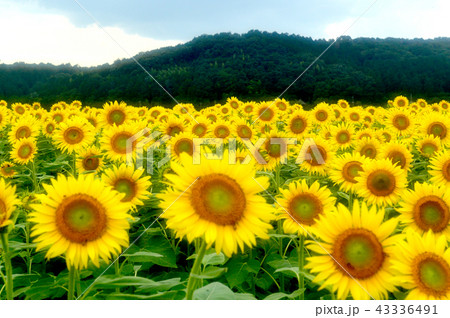 ひまわり畑 43336491