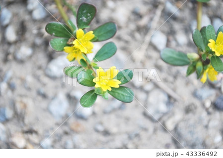 スベリヒユの花 スベリヒユの花 43336492