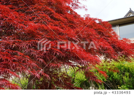 ヤマモミジ 43336493
