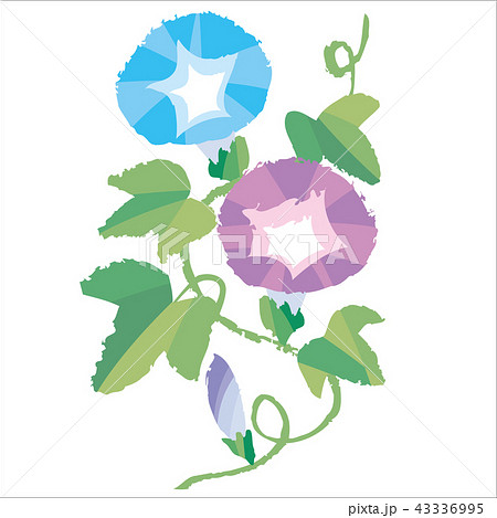 アサガオ アサガオ 43336995