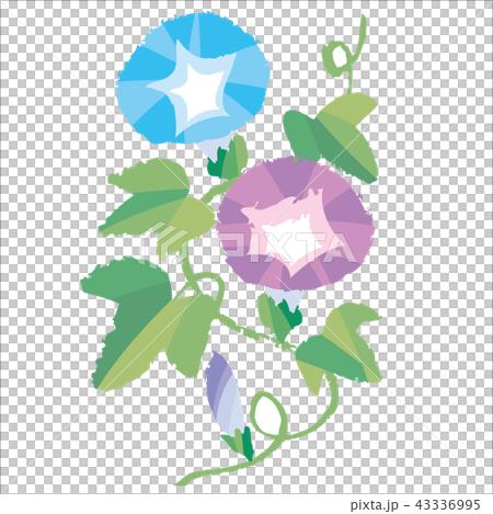 アサガオ アサガオ 43336995