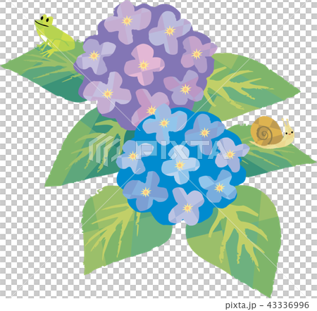 梅雨のアジサイ 43336996