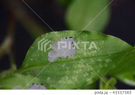 露草の虫食い葉 43337365