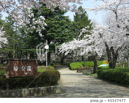 桜が咲く柏市の柏公園 桜が咲く柏市の柏公園 43337477