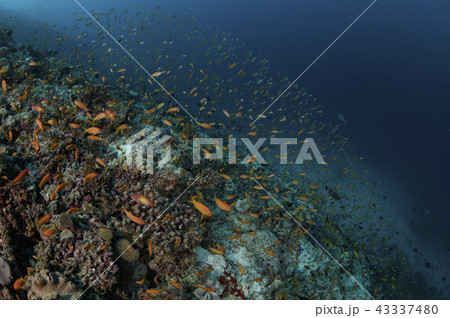 ハナダイと漁礁 ハナダイと漁礁 43337480