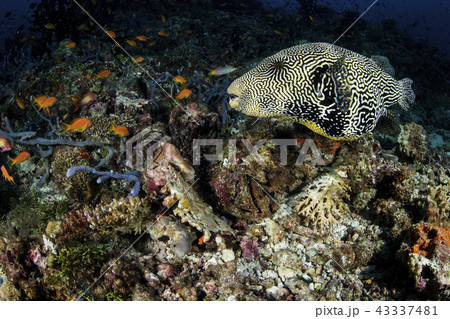 フグの顔 43337481