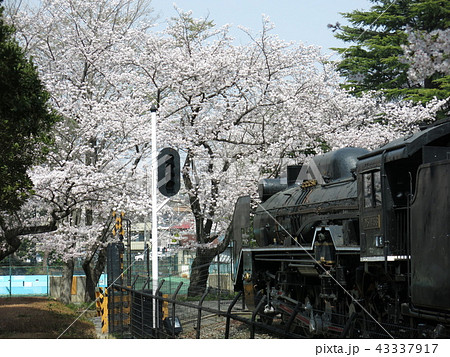 桜が咲く柏市の柏西口第一公園（D51形蒸気機関車453号機） 43337917