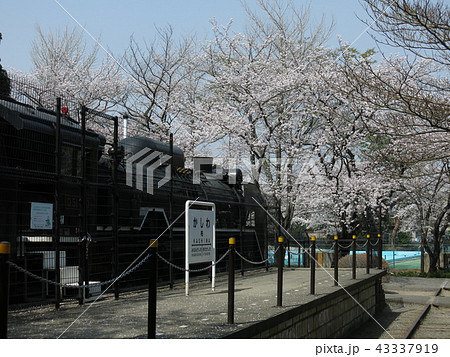 桜が咲く柏市の柏西口第一公園（D51形蒸気機関車453号機） 43337919