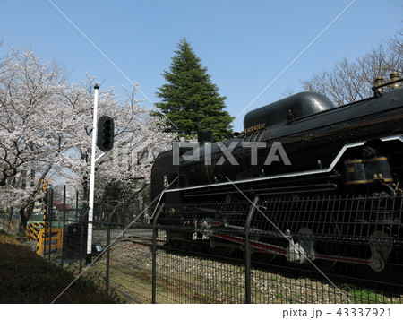 桜が咲く柏市の柏西口第一公園（D51形蒸気機関車453号機） 43337921