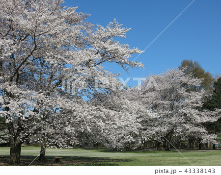 桜が咲く春の柏の葉公園（桜の広場） 43338143