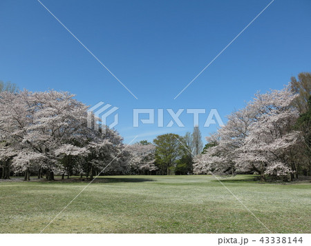 桜が咲く春の柏の葉公園（桜の広場） 43338144