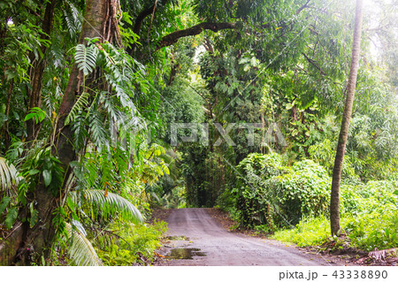 Road in jungle 43338890