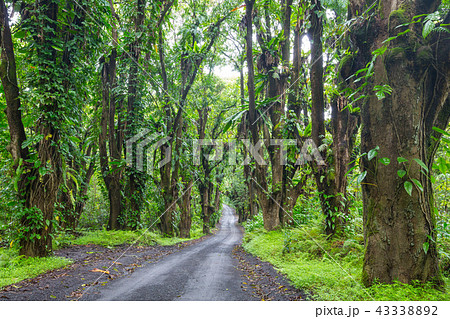Road in jungle 43338892