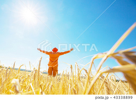 Wheat field 43338899