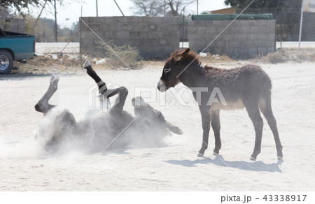 Adult donkey rolling in the sand Adult donkey rolling in the sand 43338917