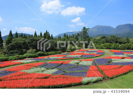 サルビア畑とくじゅう連山（竹田市久住町） 43339094