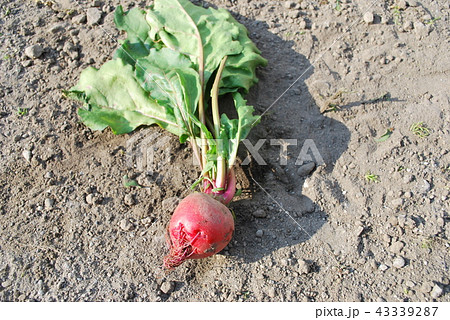 北海道長沼産葉付きビーツキオッジャうずまき 43339287