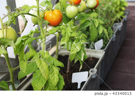 Container vegetables gardening 43340013