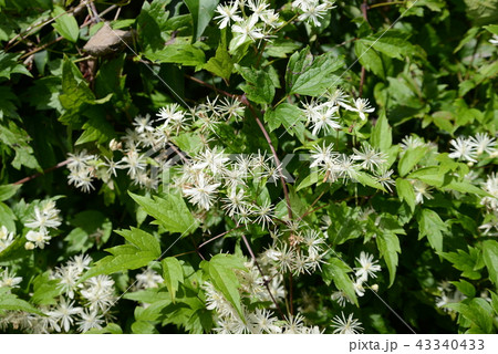 ボタンヅル 43340433