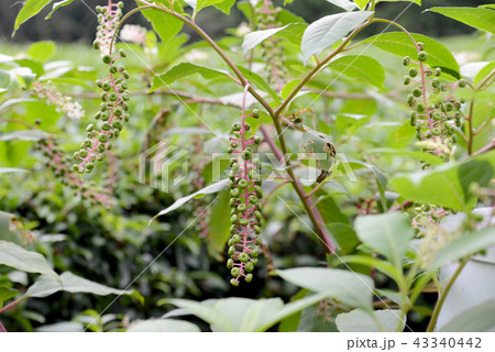 ヨウシュヤマゴボウ 43340442