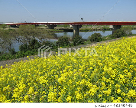 江戸川土手の菜の花(常磐自動車道江戸川橋) 江戸川土手の菜の花(常磐自動車道江戸川橋) 43340449
