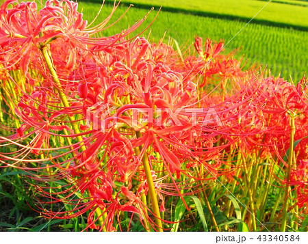 彼岸花と田んぼ 43340584