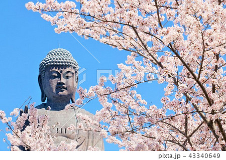 茨城県 牛久大仏と桜の写真素材