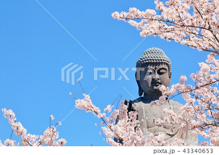 茨城県　牛久大仏と桜 43340653