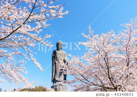 茨城県　牛久大仏と桜 43340655