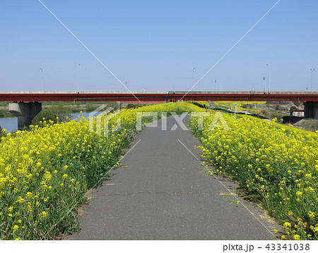江戸川土手の菜の花(常磐自動車道江戸川橋の下流東岸付近) 江戸川土手の菜の花(常磐自動車道江戸川橋の下流東岸付近) 43341038