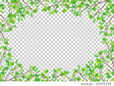 新緑　葉　緑　背景　(PNG、切り抜き素材) 43341199