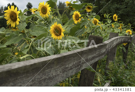 Sunflowers in the garden with wooden fence. 43341381