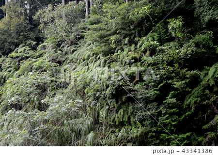 シダの葉 43341386