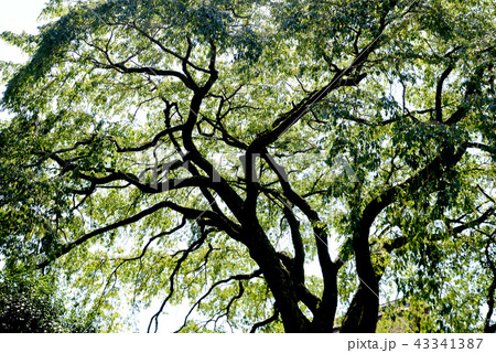 夏のさくら風景 夏のさくら風景 43341387