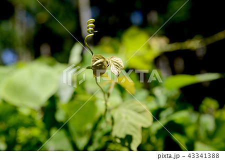 自然の造形 自然の造形 43341388