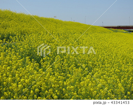 江戸川土手の菜の花（常磐自動車道江戸川橋の下流東岸付近） 43341453