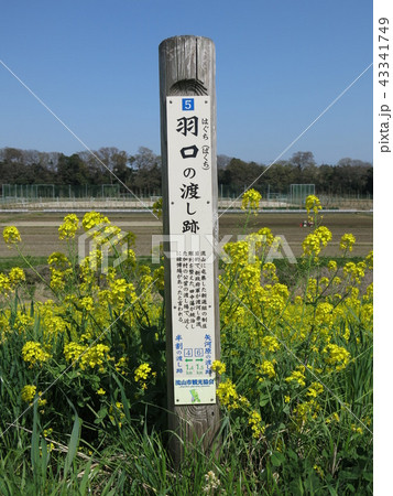 江戸川の羽口の渡し跡 江戸川の羽口の渡し跡 43341749