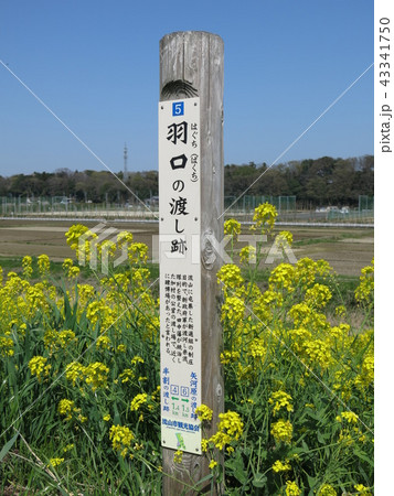 江戸川の羽口の渡し跡 江戸川の羽口の渡し跡 43341750