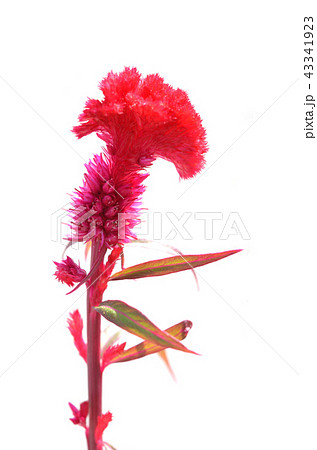ケイトウ 花 白バック ケイトウ 花 白バック 43341923