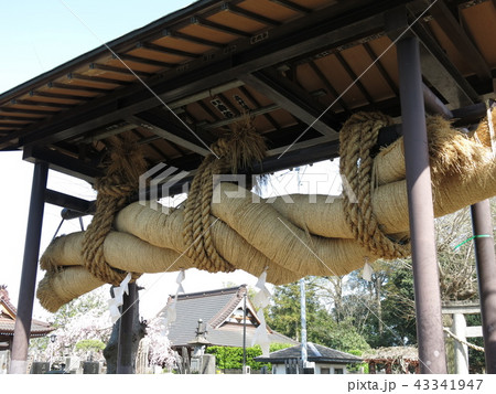流山市の赤城神社にある大しめ縄 流山市の赤城神社にある大しめ縄 43341947